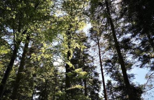 Ferienwohnung Marianne in Neuweiler - Foto 59
