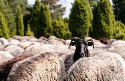 Ferienwohnungen Zum Hülsenbusch - Foto 33