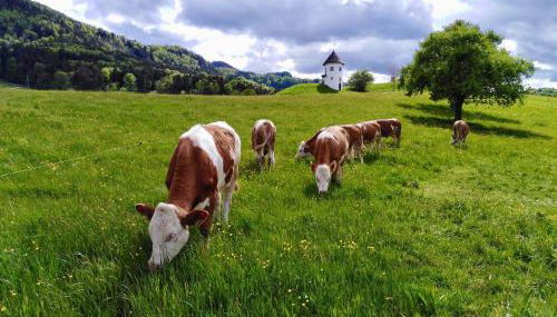 Demelhof Urlaub auf dem Bauernhof - Foto 2