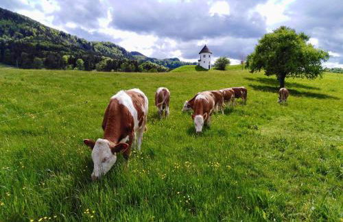 Demelhof Urlaub auf dem Bauernhof - Foto 2