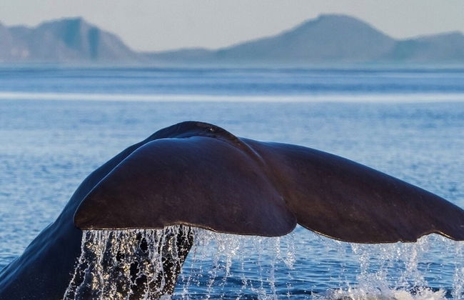 Lankanholmen Sea Cabins - Photo 18