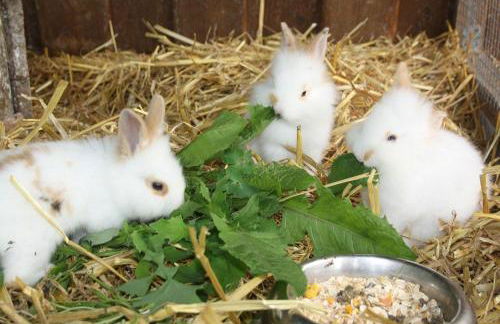 Bauernhaus Wohnung 1 - Foto 6