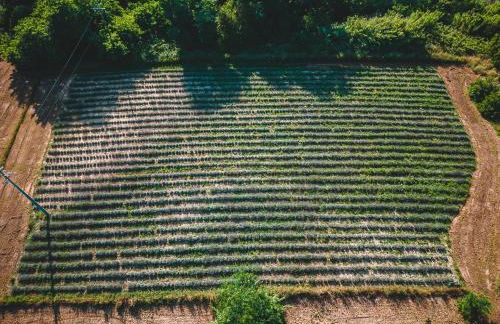 Fattoria Laviosa - Foto 49