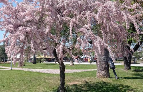 PERLA apartments - Photo 78