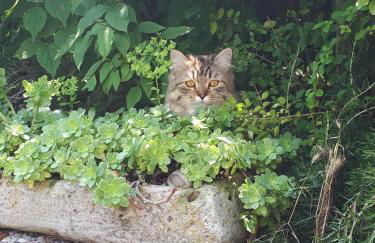 Gatti di Langa - Foto 21