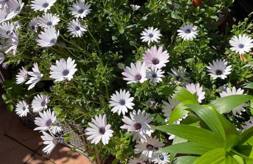 Figueres Center - Foto 31