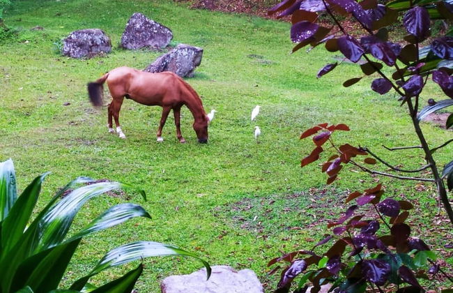 Mindo Eco chalet - Foto 23