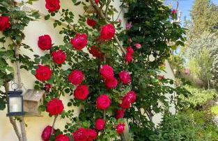 Podere Borgaruccio - Foto 20