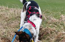 Ferienhaus VILLA ZAUBERBLICK am Rennsteig Frankenwald FREISTEHEND naturnah HUNDEFREUNDLICH eingezäunt - Foto 65
