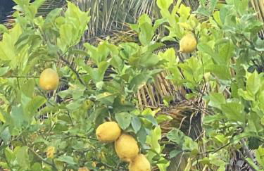 Villa Daurus - Foto 38