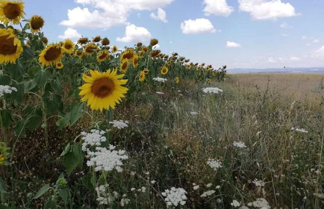 Cozy 1 Bed Cottage in Ognen, Near Karnobat, Burgas - Photo 19