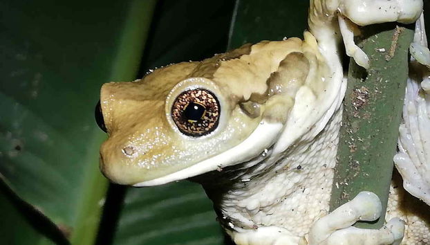 Night Walk in a Private Reserve - Foto 5