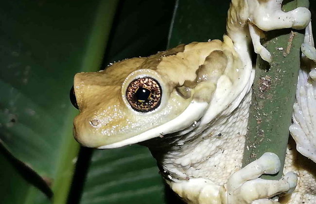 Night Walk in a Private Reserve - Foto 5