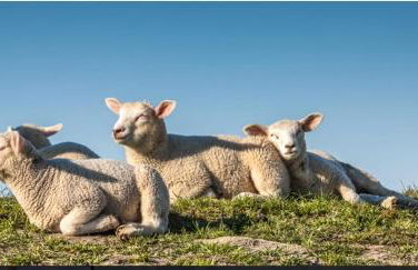 Auf dem alten Deich - Foto 20