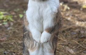 La Rose et Le Loup Gîte Éco-vintage - Foto 31