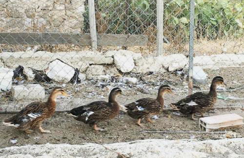 Agriturismo La Casa di Bacco - Foto 8