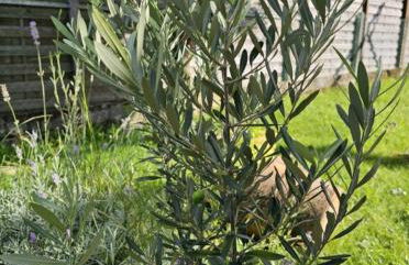 Maison familiale Cazaux - Foto 6