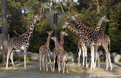 Mobil Home Moderne de 40m2 TOUT CONFORT Camping SIBLU Les CHARMETTES 785 La Palmyre Les Mathes - Foto 32