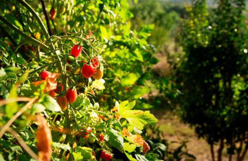 Agriturismo Sant'Emilia - Foto 14