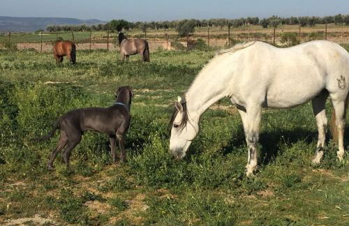 Finca Fuente Magan - Foto 34
