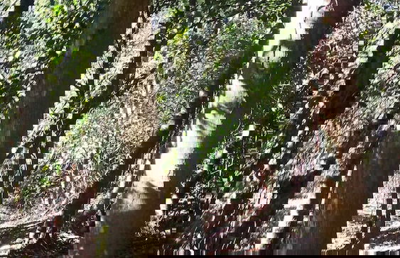 Tiny House Garden - Praia Grande - SC - Foto 80