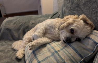 Kents Bank Holiday - Pet Friendly with Bay Views - Foto 63