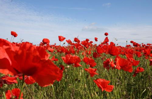 Cozy Retreat in Kropelin - Photo 41