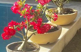 Um Paraíso em Paripueira - Foto 62