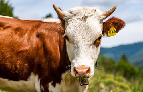 Ferienwohnung "Mettmatalblick" mit privater Sauna, Ühlingen-Birkendorf - Foto 25