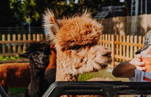 Ulinia Zacisze Dom do 10 os Dębowe Zacisze i Koral lub Horyzont i Bryza - Photo 38