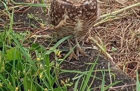 Casa bem te vi - Foto 71