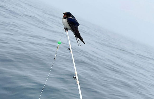 6 Person Holiday Home in Skudeneshavn-by Traum - Foto 20