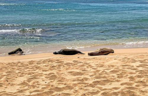 Honu He'e Nalu - The Surfing Turtle - Ocean & Beachfront! Stunning Views! - Foto 23