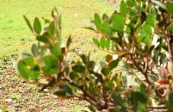 Casa tra i Trulli - Foto 25