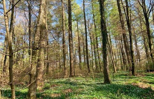 Nice Bungalow in Hallschlag Near the Lakebeach - Foto 134