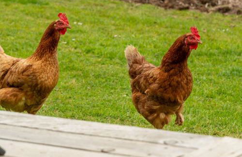 Chalet Lodge 4 - Hot Tub Lodge by Interhome - Foto 7