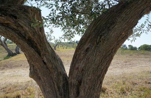 Agriturismo Cheloni - Foto 71