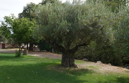 Cortijos Rey Fini - Foto 47