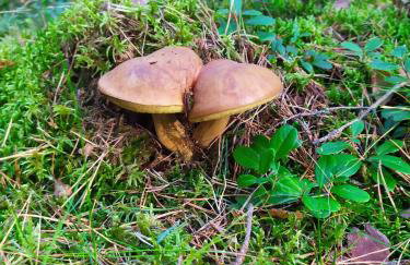 Słońce i Woda Domki Całoroczne, Podgrzewany Basen, Balia z jacuzzi, Klimatyzacja, Bezpłatny Parking - Foto 63