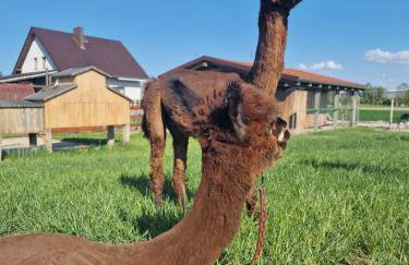 Agroturystyka Kaszuby Villagehome - Foto 71