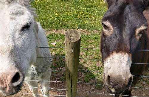 Oaktree Manor - BBQ, games rooms and pet friendly - Photo 30