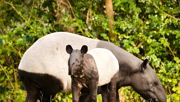 Zoo Miami - Entrada - Foto 5