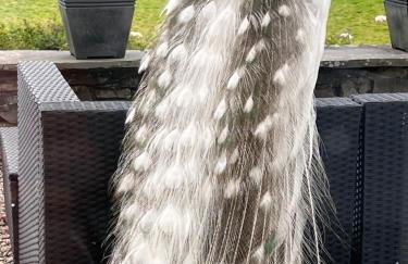 Treeside woodhouse - Foto 6