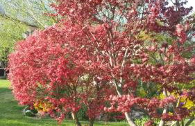 Casa Betulla - Foto 23