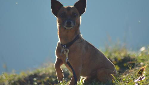 Lindenhof Hahn - Foto 4