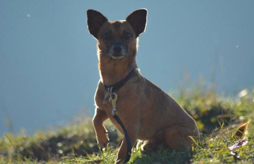 Lindenhof Hahn - Foto 4