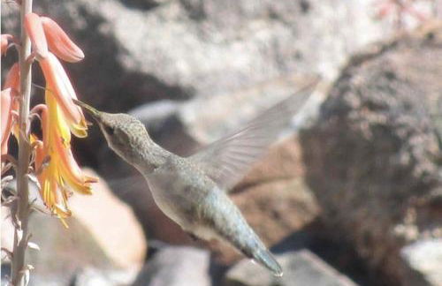 JT Park Villa 360 Views and Starlink on 10 acres - Foto 39