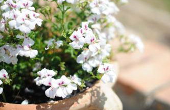 Anastasia's House - Foto 43
