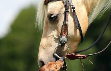 Sonnenhof, Ferienwohnung auf Reitanlage - Foto 41