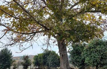 Montepulciano - La Casetta del Pian delle Noci - Foto 48